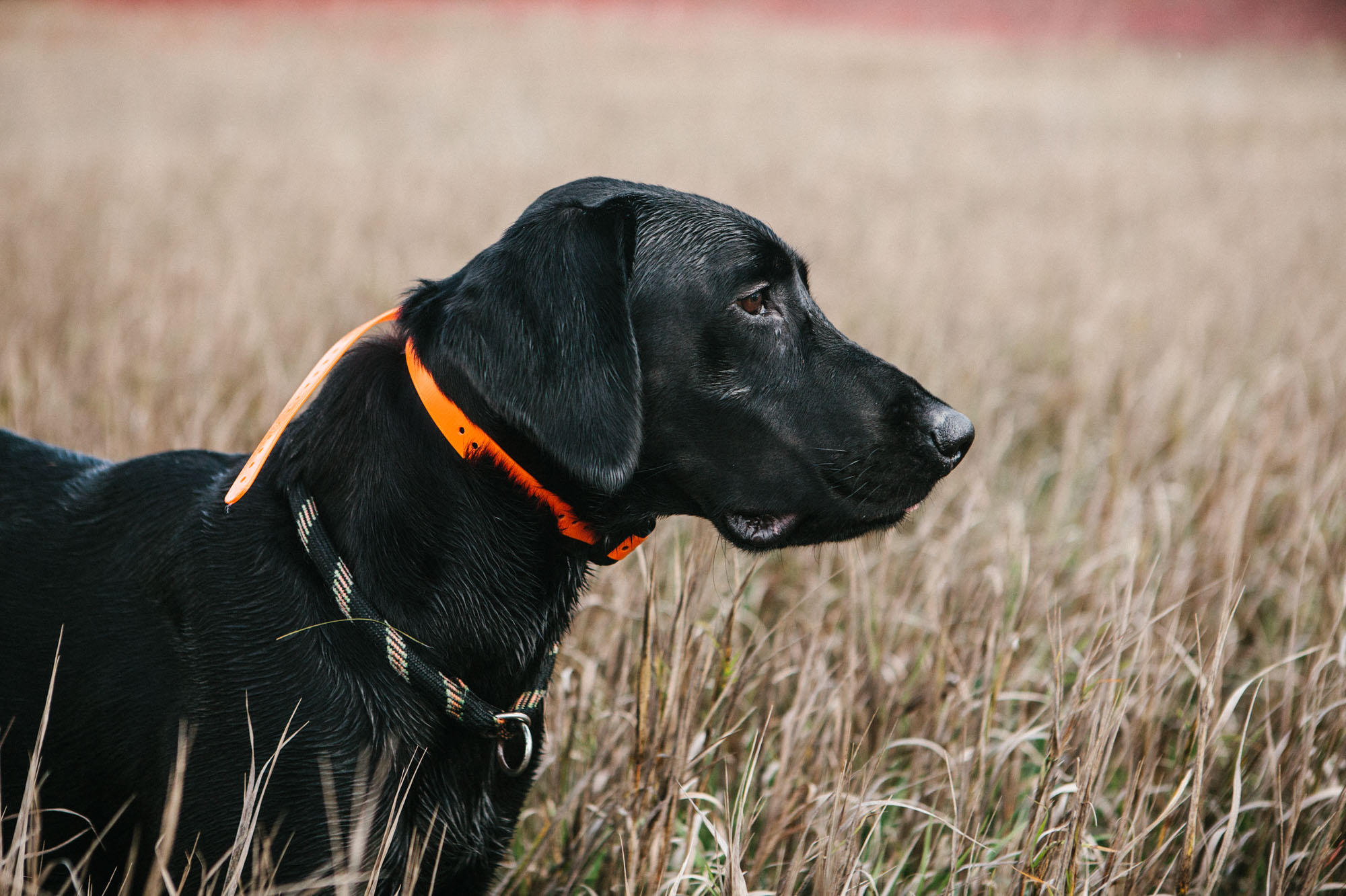 007_PheasantHunt_2015_1696